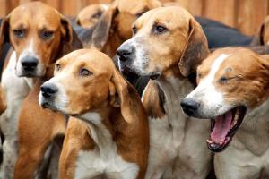 Belford Hunt Hounds