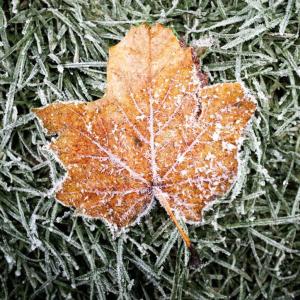Frozen Leaf
