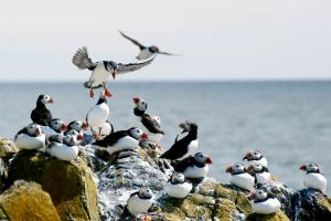 Puffins
