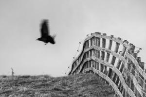 Yorkshire Black Bird